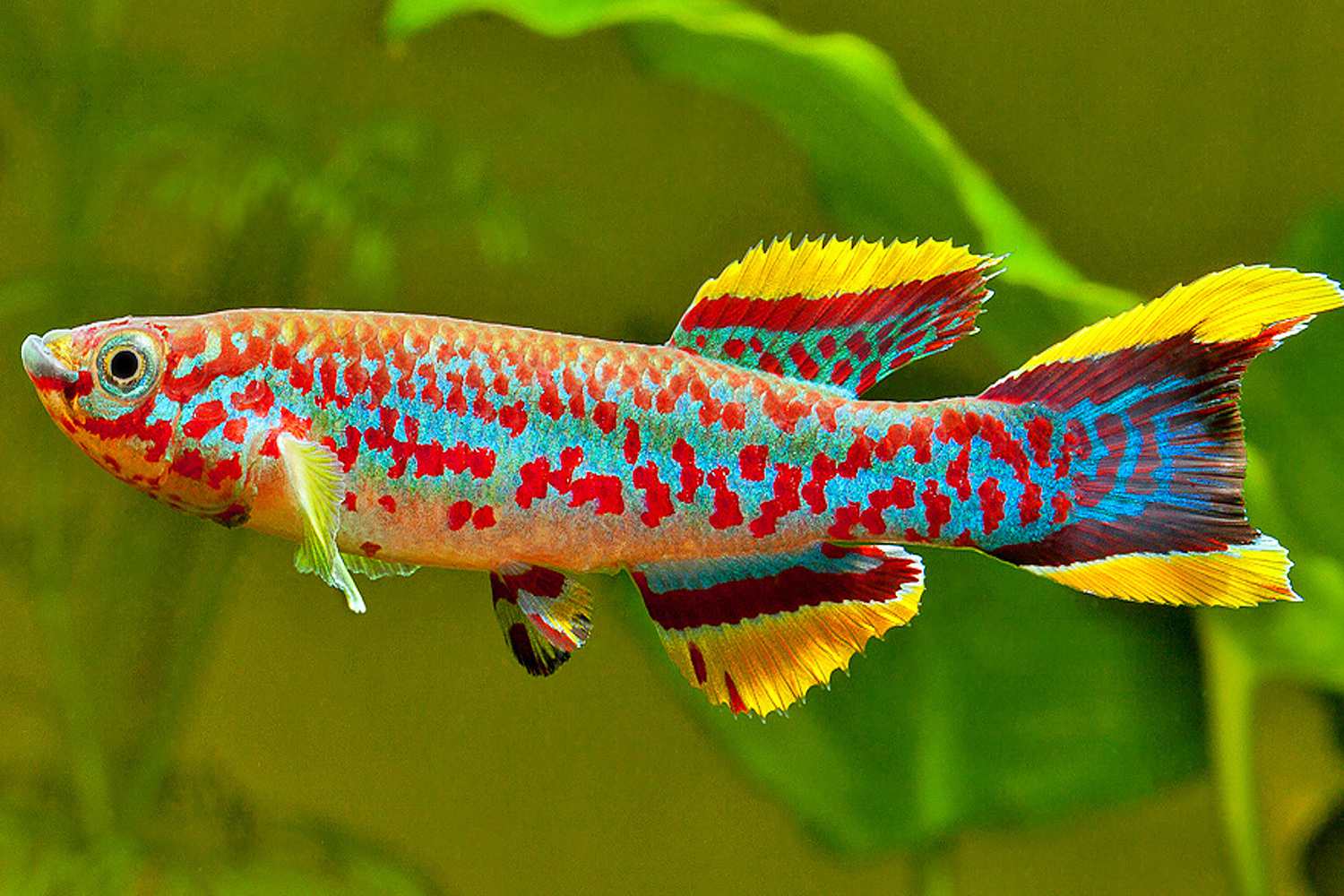 Fundulopanchax (Aphyosemion) gardneri Fundulopanchax (Aphyosemion) gardneri