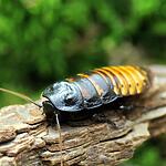 Мадагаскарский таракан Gromphadorhina portentosa