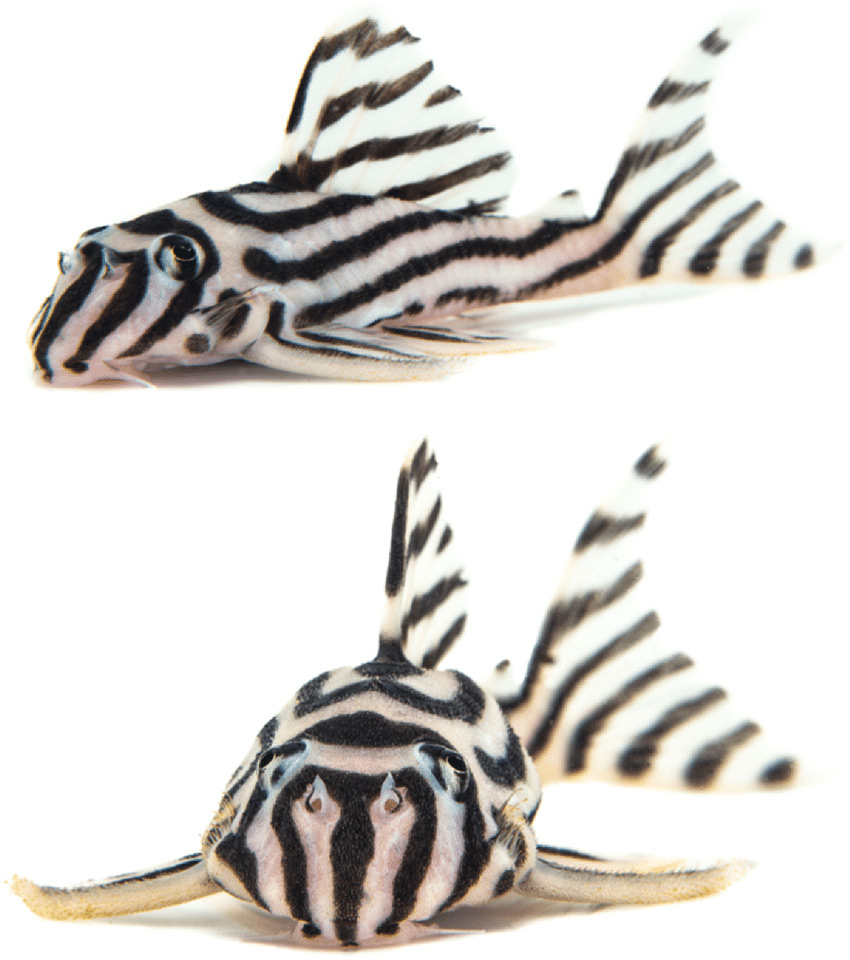 Hypancistrus-zebra