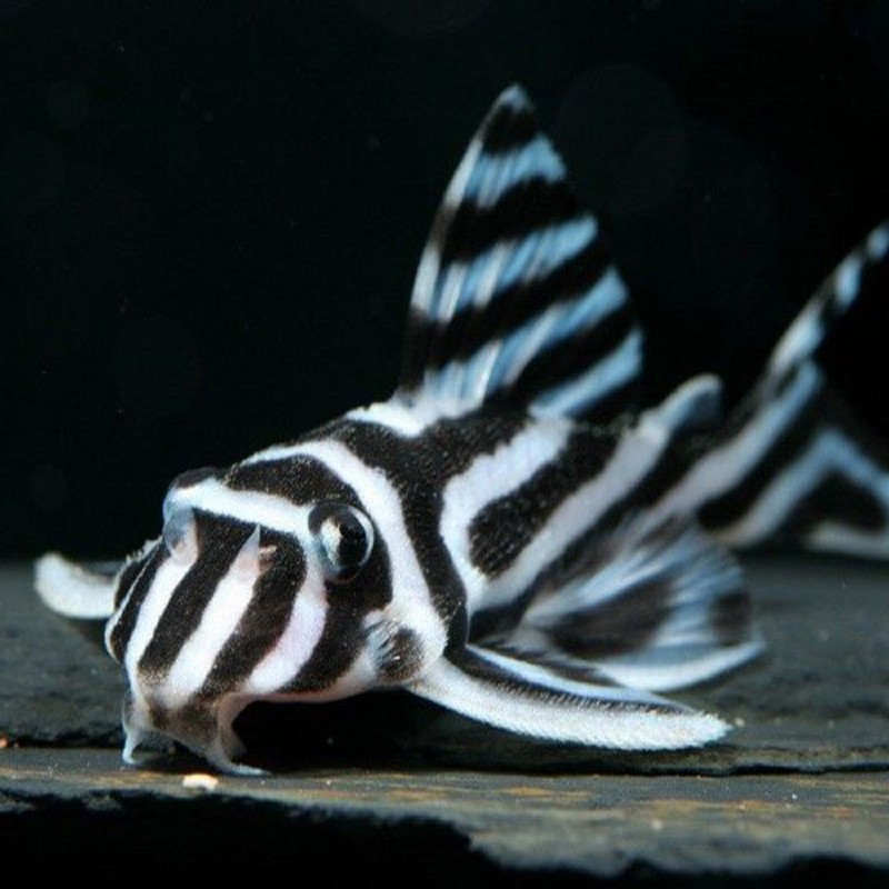 Hypancistrus zebra Hypancistrus zebra