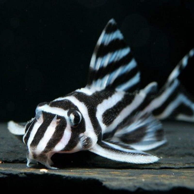 Hypancistrus zebra