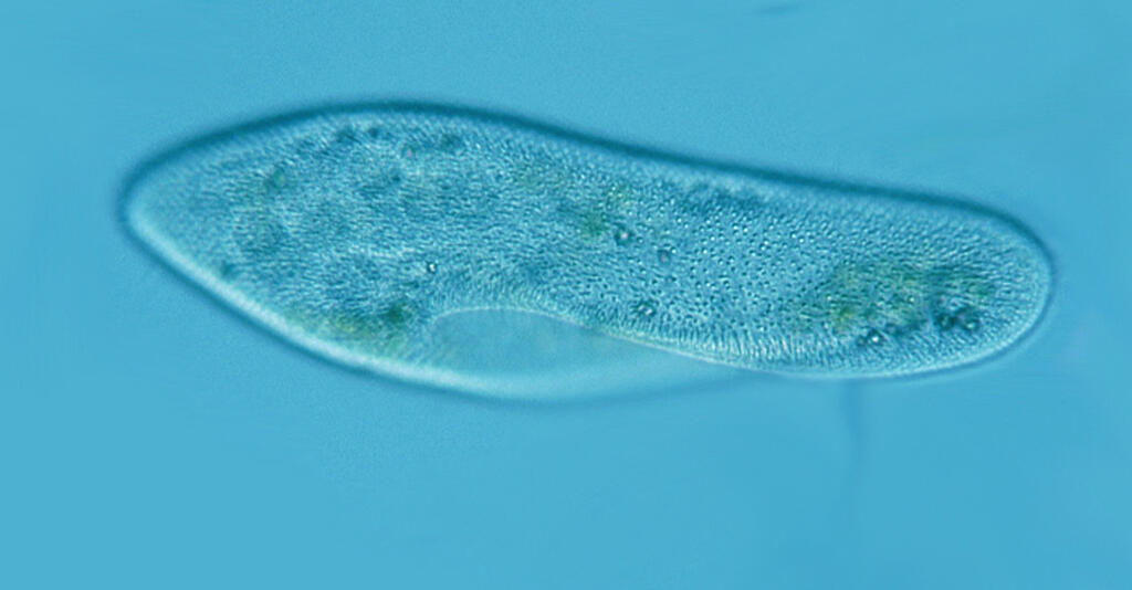 Paramecium caudatum