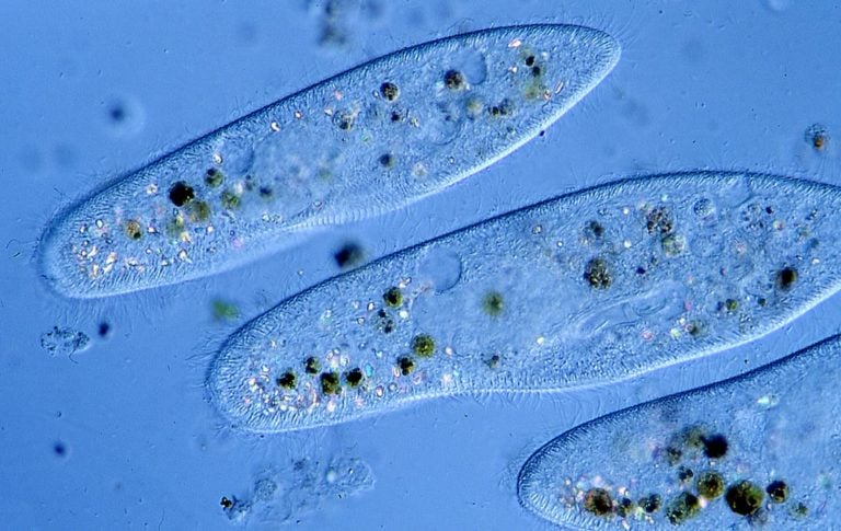 Инфузория туфелька Paramecium caudatum Инфузория туфелька Paramecium caudatum