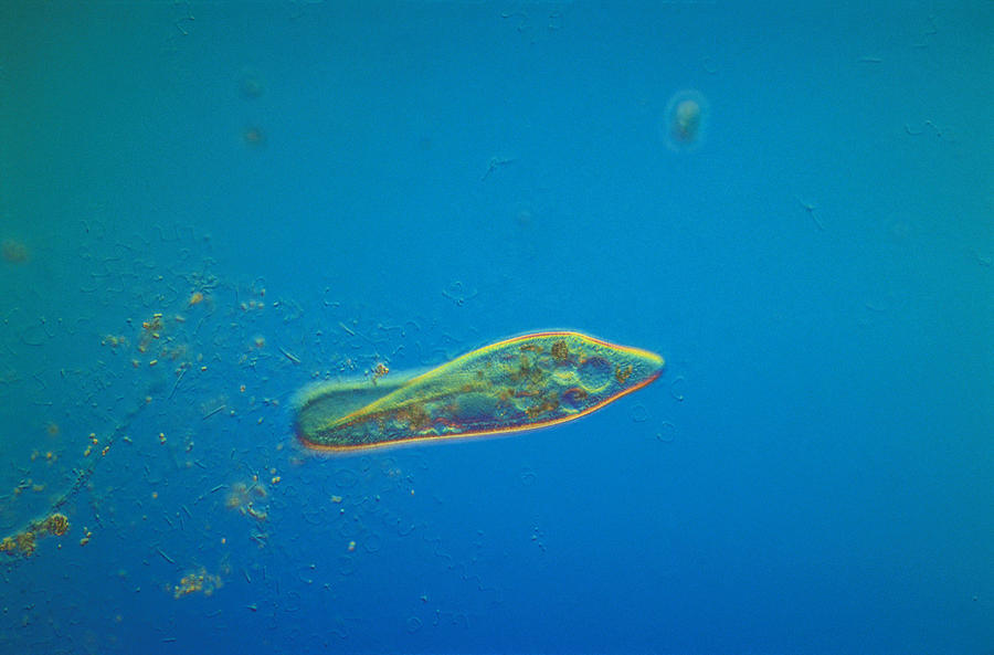 Paramecium caudatum