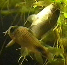 Момент нереста Corydoras panda. Фото Mike Edwardes