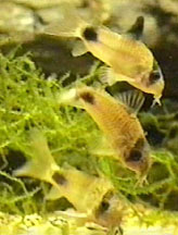 Момент нерестового гона Corydoras panda. Фото Mike Edwardes