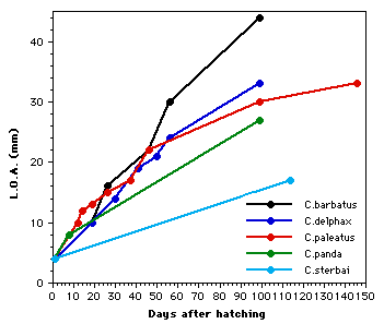 График темпа роста мальков разных видов коридорасов
