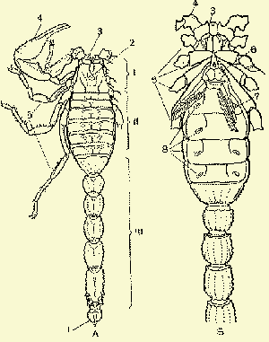 Строение скорпиона