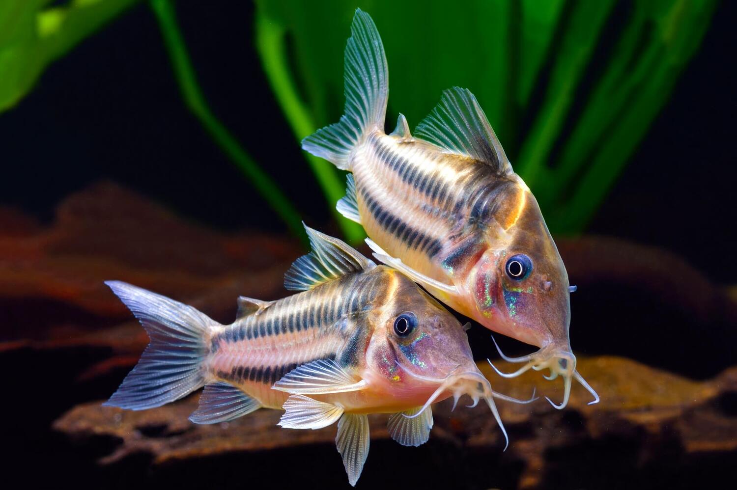 twostrip-corydoras
