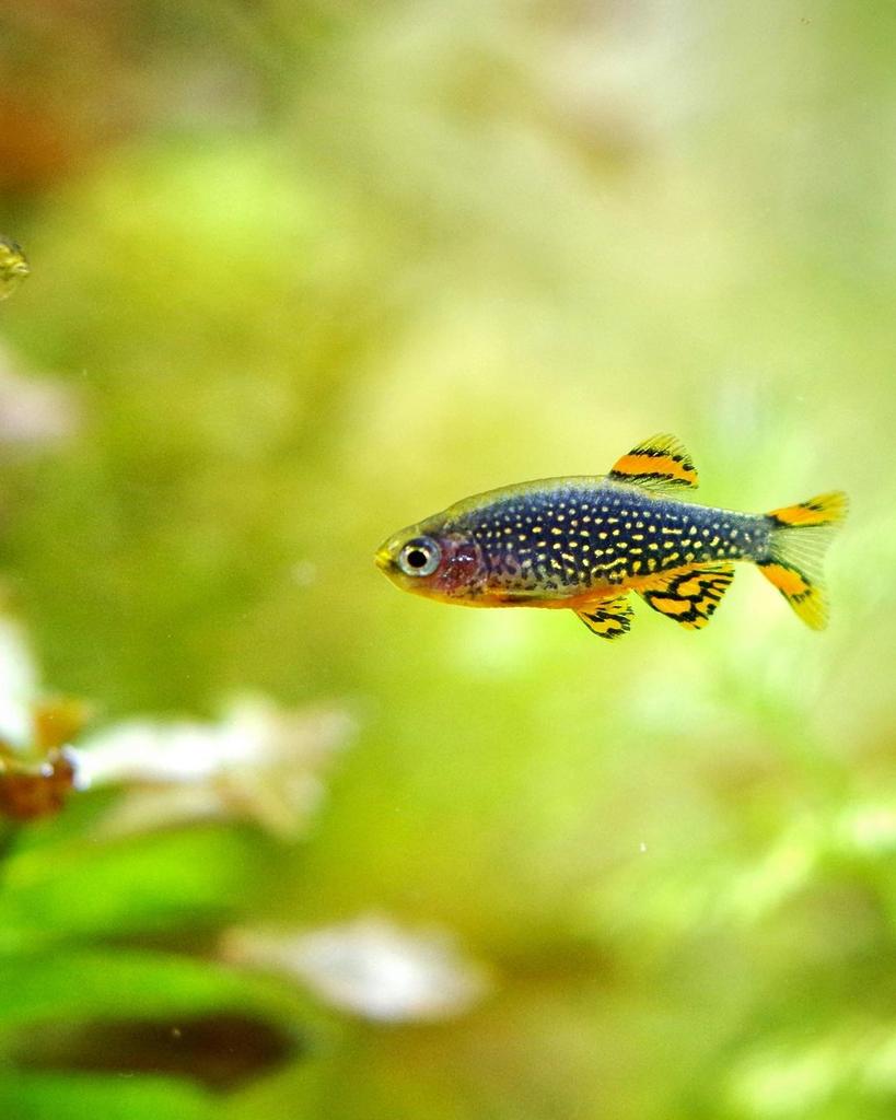 "Микрорасбора Галактика" Danio margaritatus (Roberts, 2007)