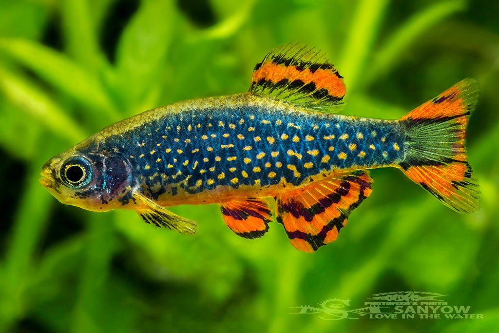 Danio margaritatus