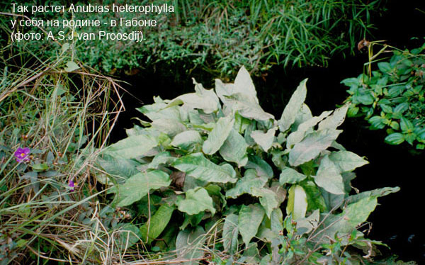 Anubias heterophylla в природе (Габон)