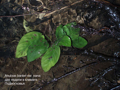 Anubias barteri var.nana