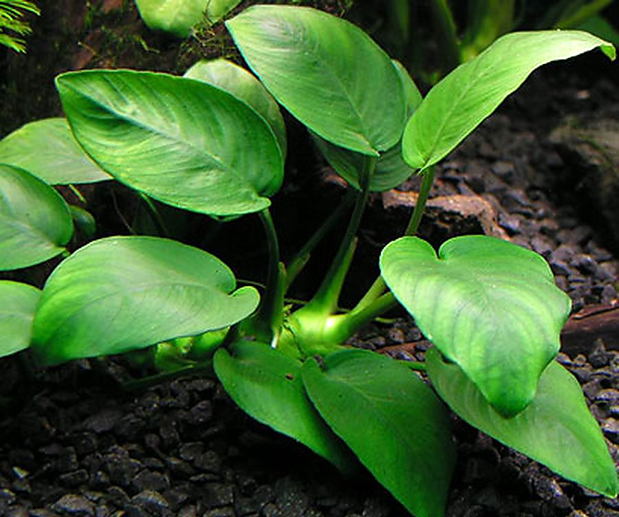 anubias-5