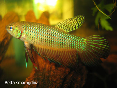 Betta smaragdina