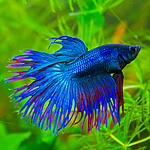 Betta splendens