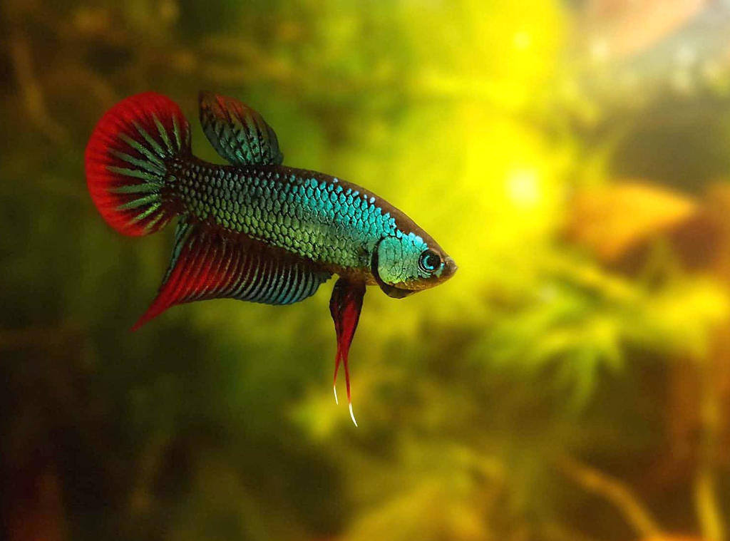 Дикая форма Betta splendens