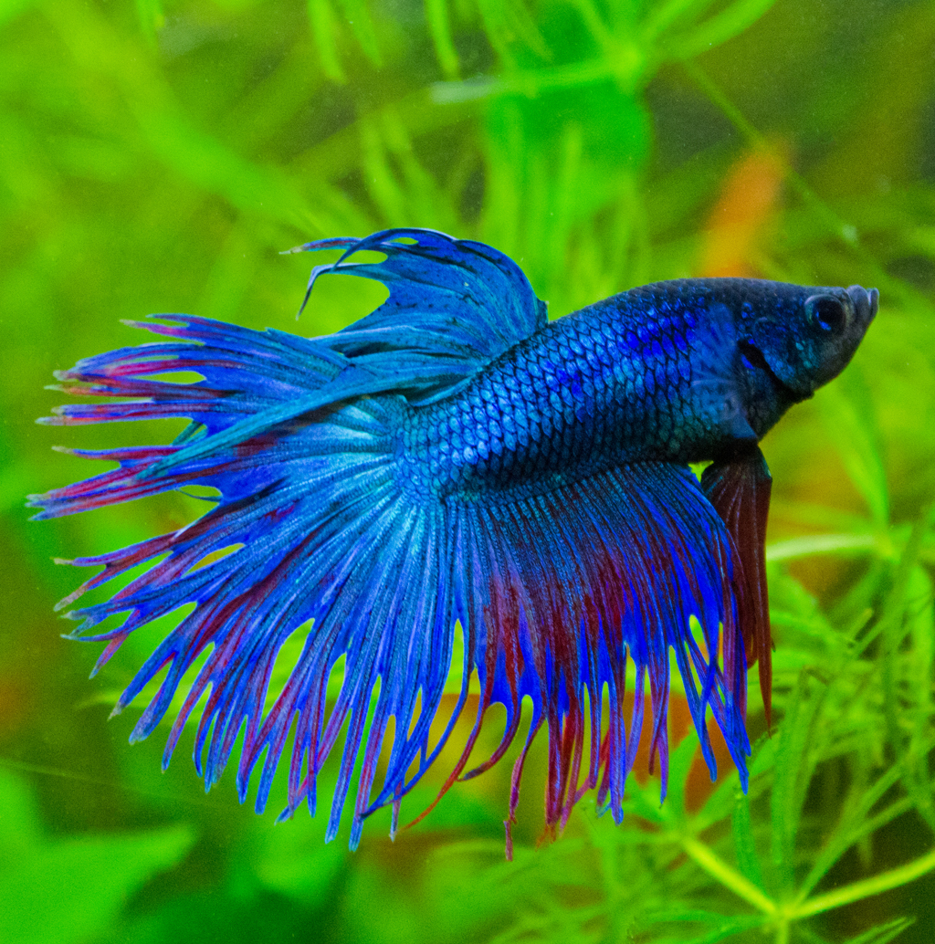 Betta splendens