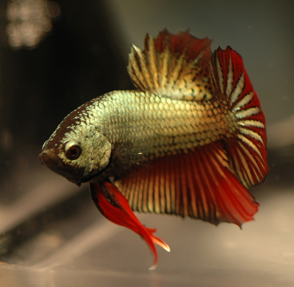 Betta splendens