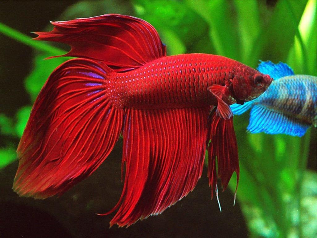 Betta splendens