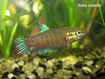 Betta imbellis