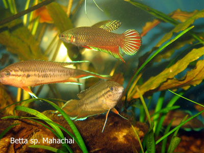 Betta mahachai