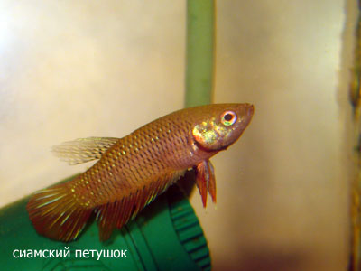 Дикая форма Betta splendens