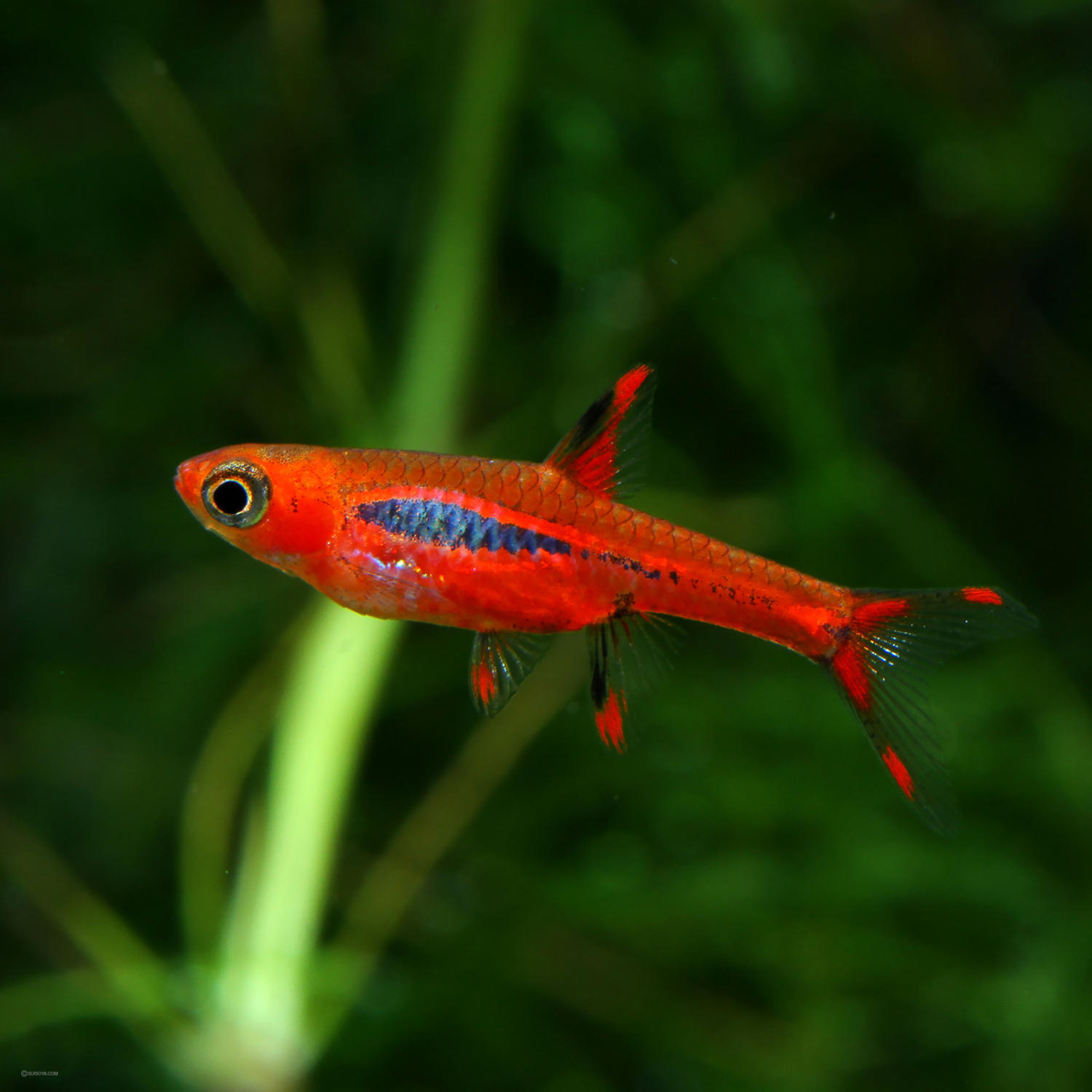Boraras brigittae Boraras brigittae