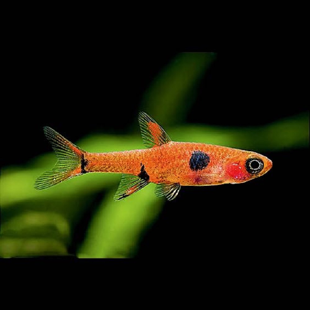 Boraras maculatus Boraras maculatus