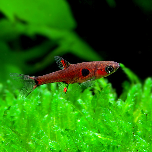 Карликовая расбора Boraras maculatus Другое название пятнистая расбора