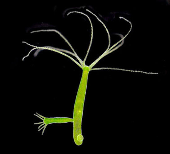 Chlorohydra viridissima