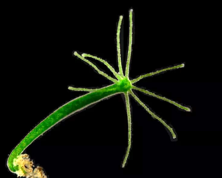 Chlorohydra viridissima