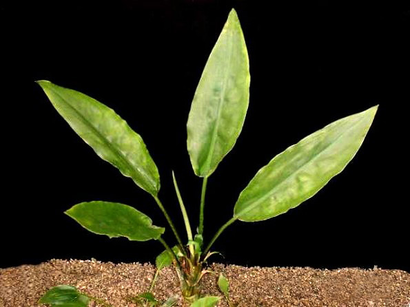 Cryptocoryne ciliata var.lattifola