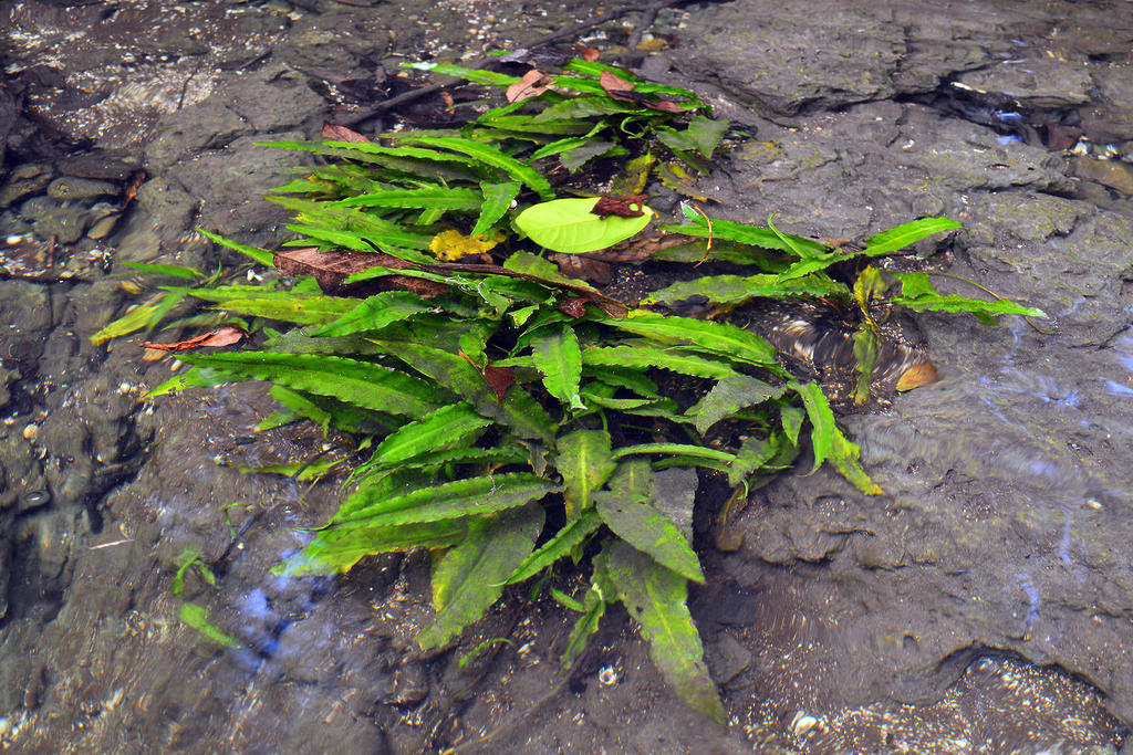 Cryptocoryne ciliata в природе