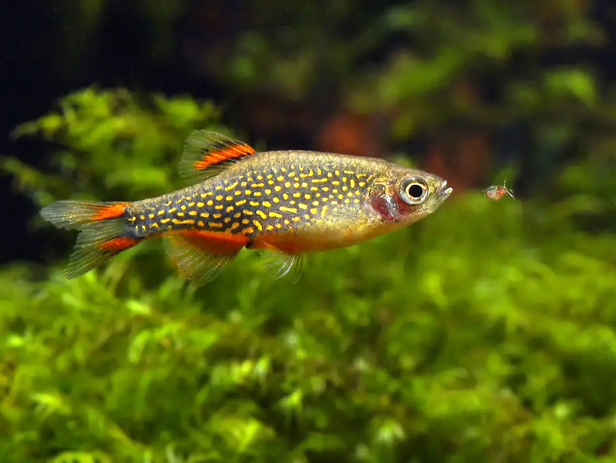 "Микрорасбора Галактика" Danio margaritatus (Roberts, 2007)