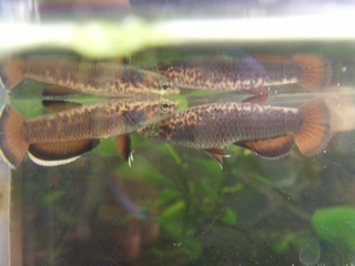 Betta albimarginata