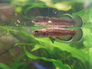 Betta albimarginata