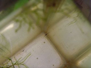 Малек Betta albimarginata