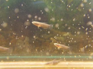 Мальки Betta albimarginata