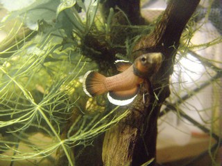 Betta albimarginata