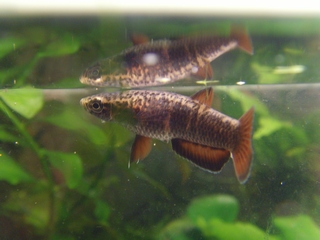 Betta albimarginata