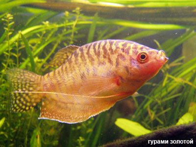 Гурами золотой