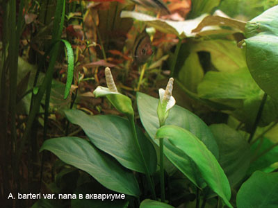 Anubias barteri var.nana в аквариуме