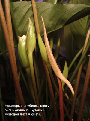 A.gilletii