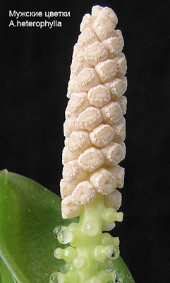 Мужские цветки A.heterophylla