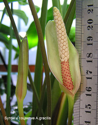 Бутон и соцветия A.gracilis
