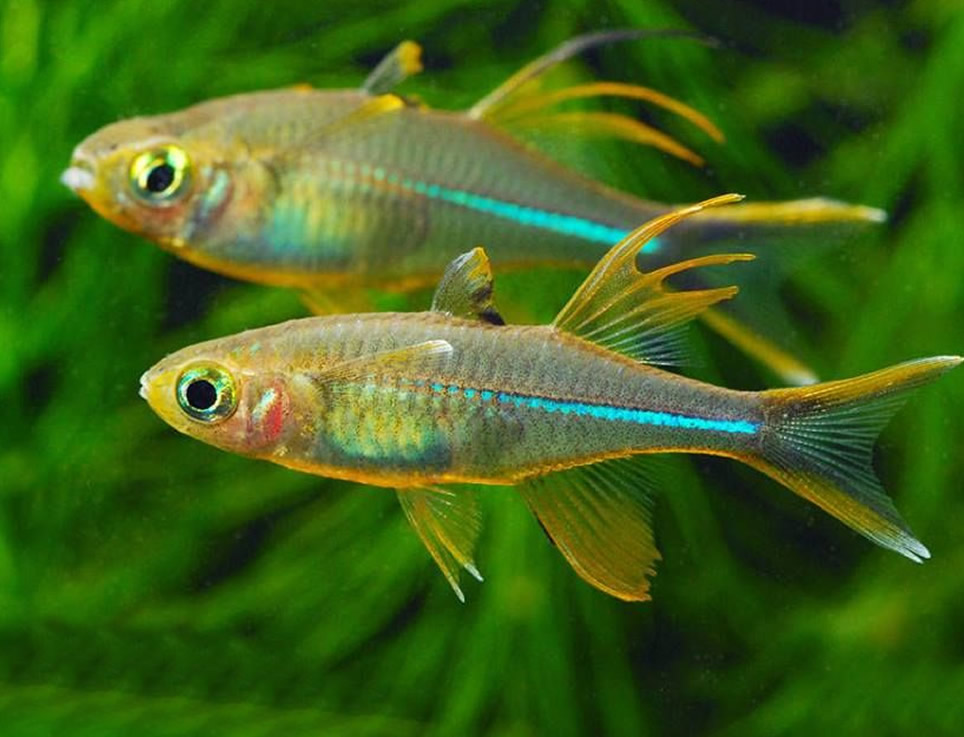Marosatherina ladigesi (Telmatherina ladigesi) Marosatherina ladigesi (Telmatherina ladigesi)