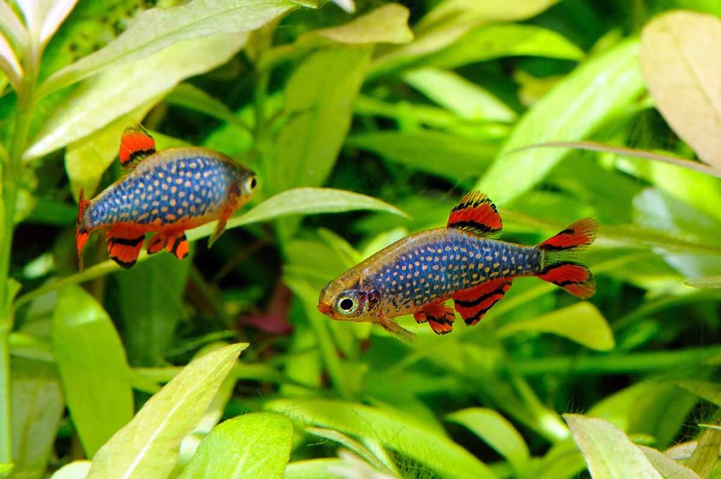 "Микрорасбора Галактика" Danio margaritatus (Roberts, 2007)