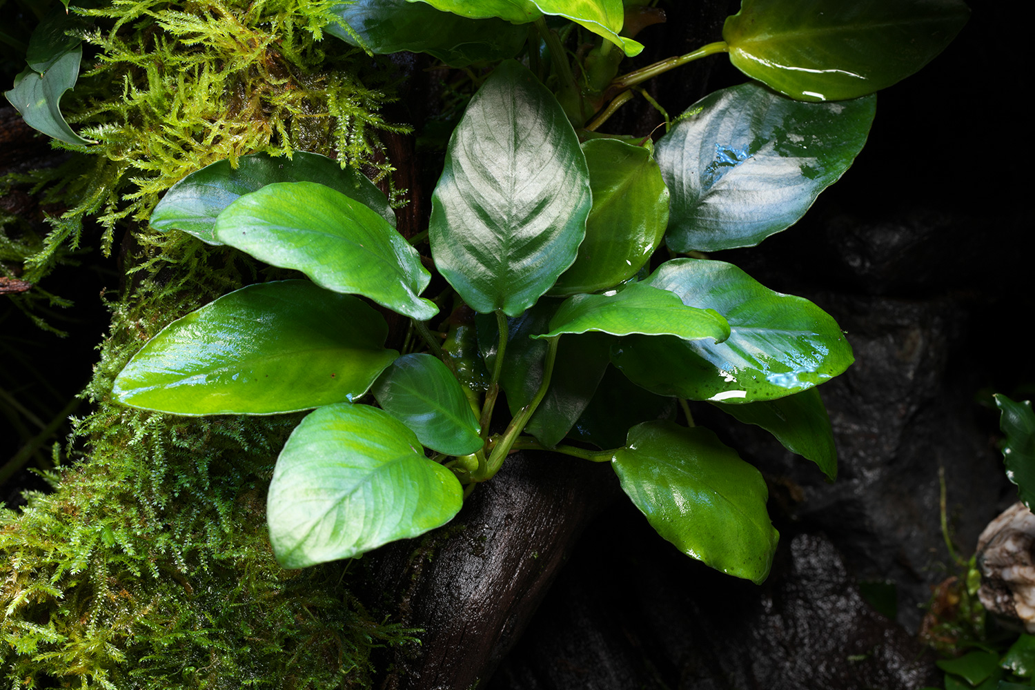 nature_in_the_glass_aj306_22