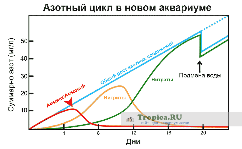 Азотный цикл в новом аквариуме